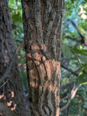 Celtis occidentalis, photograph (c) Max, some rights reserved (CC BY)