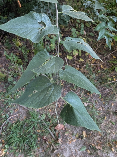 Celtis occidentalis, photograph 5