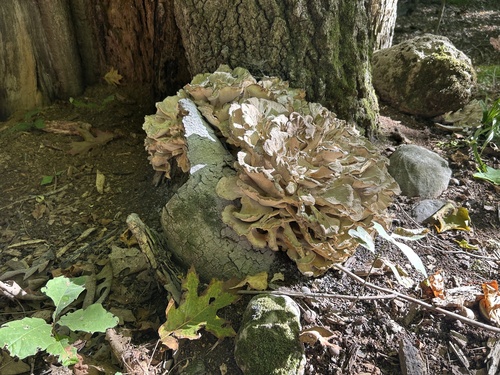 hen of the woods
