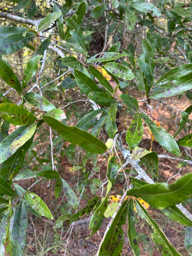 Quercus phellos, photograph 2