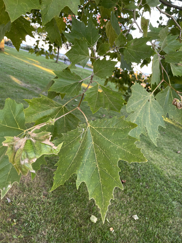 American sycamore
