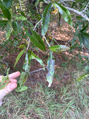 Quercus phellos, photograph author not stated, no rights reserved