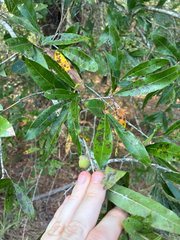 Quercus phellos, photograph author not stated, no rights reserved