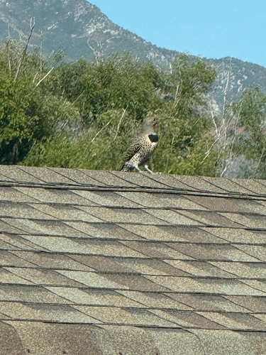 Northern Flicker