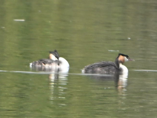Great Crested Grebe