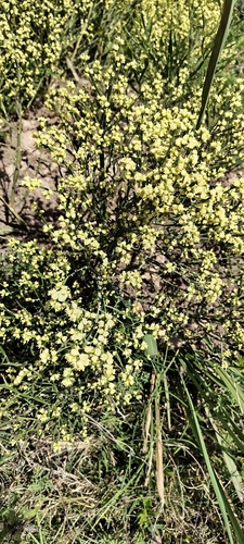 Baccharis articulata