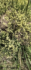 Baccharis articulata