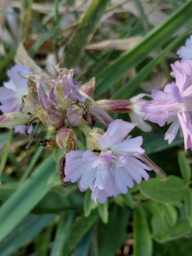 common soapwort