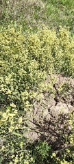 Baccharis articulata, photograph (c) Pablo H Capovilla, some rights reserved (CC BY)