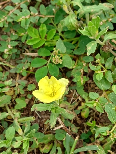 Oenothera laciniata