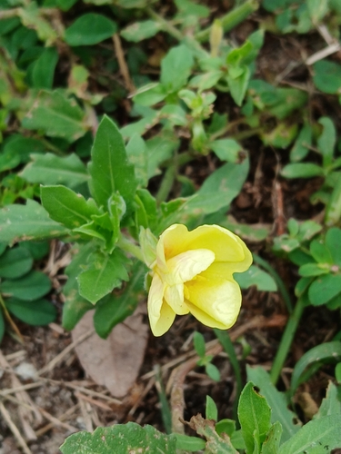 Oenothera laciniata, photograph 2