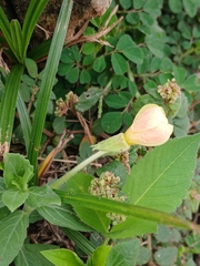 Oenothera laciniata, photograph (c) xanderferret, some rights reserved (CC BY)
