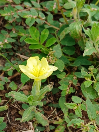 Oenothera laciniata, photograph 4