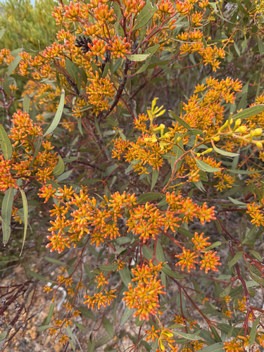 Eucalyptus uncinata observed 2026-09-23