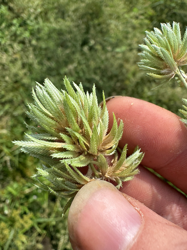 Creeping lovegrass