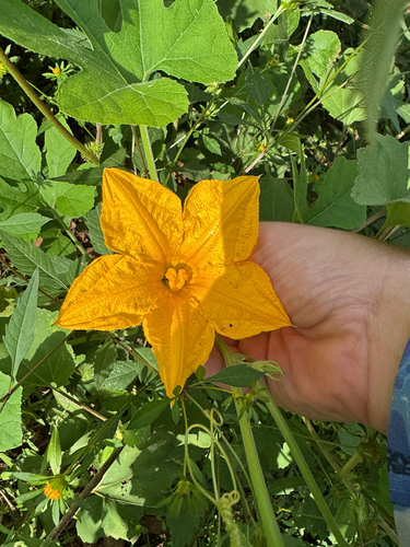 Texas pumpkin
