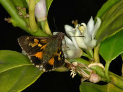 Trapezites phigalioides