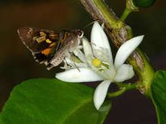 Trapezites phigalioides