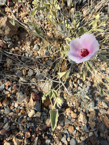 Hibiscus denudatus