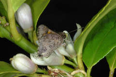 Trapezites phigalioides