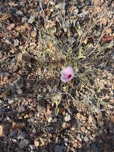 Hibiscus denudatus, photograph 2