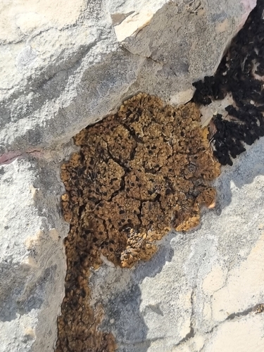 Romjularia lurida