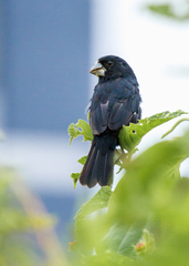 Sporophila crassirostris