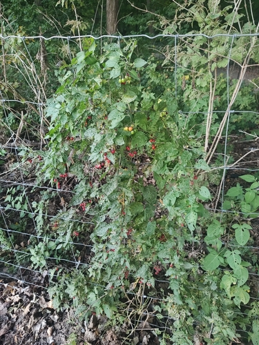 bittersweet nightshade