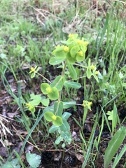 Euphorbia jenisseiensis