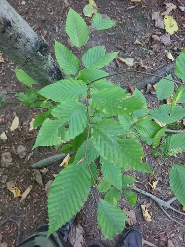 American beech