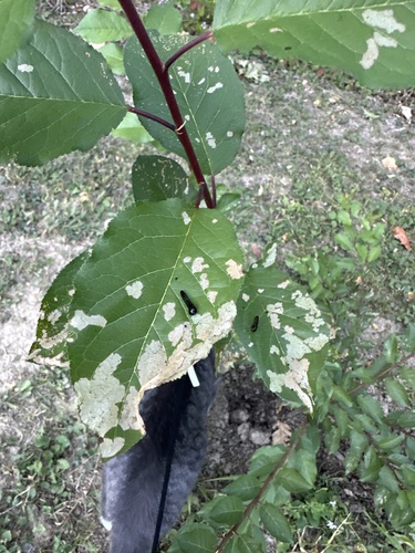 Cherry Slug Sawfly