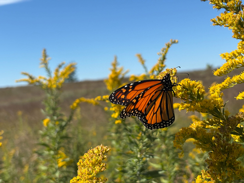 Monarch