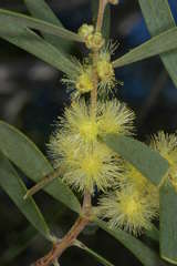 Acacia oswaldii