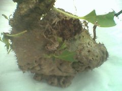 Myrmecodia