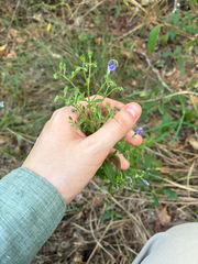 Trichostema dichotomum, photograph author not stated, no rights reserved
