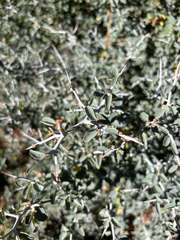 Ceanothus cordulatus