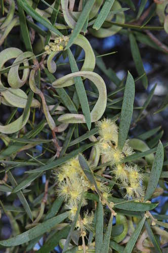 Image of Acacia oswaldii by (c) Chris Lindorff, some rights reserved (CC BY)