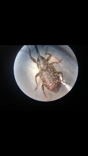 Notaris scirpi