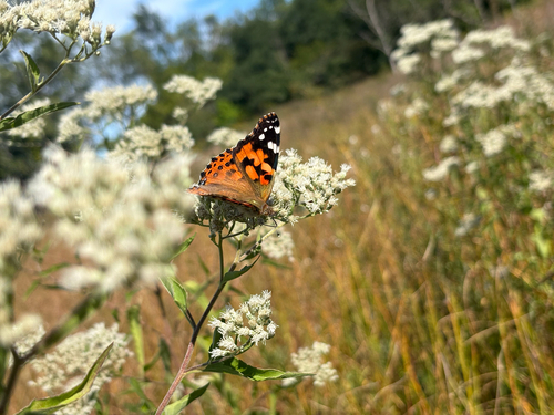 Painted Lady