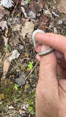 Smooth Earthsnake