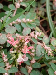 (c) xanderferret, some rights reserved (CC BY) Indigofera spicata, photograph (c) xanderferret, some rights reserved (CC BY)