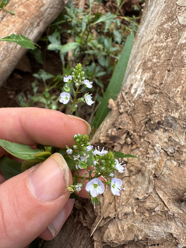 blue water-speedwell