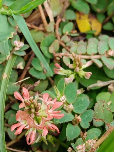 Indigofera spicata, photograph 6