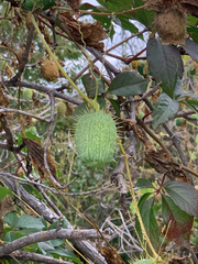 Echinocystis lobata, photograph (c) Oskar P. Anderson, some rights reserved (CC BY)