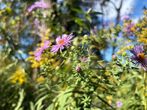 New England aster
