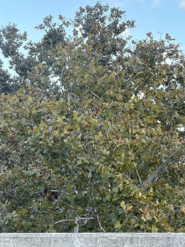 American sycamore