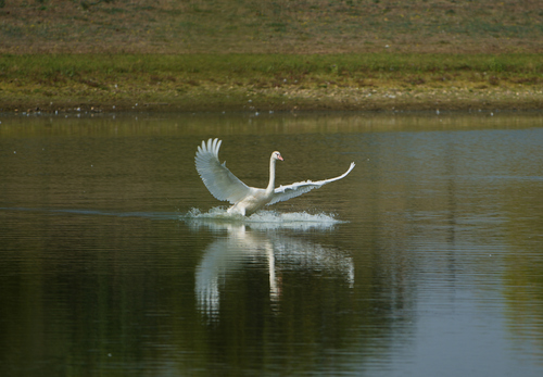 Mute Swan