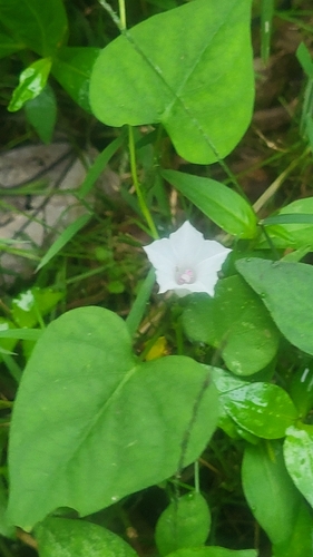 White Morning-glory