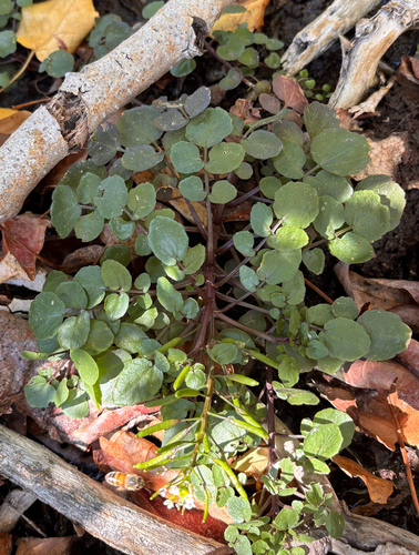 Nasturtium officinale, photograph 2