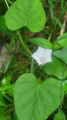Ipomoea lacunosa, photograph author not stated, no rights reserved